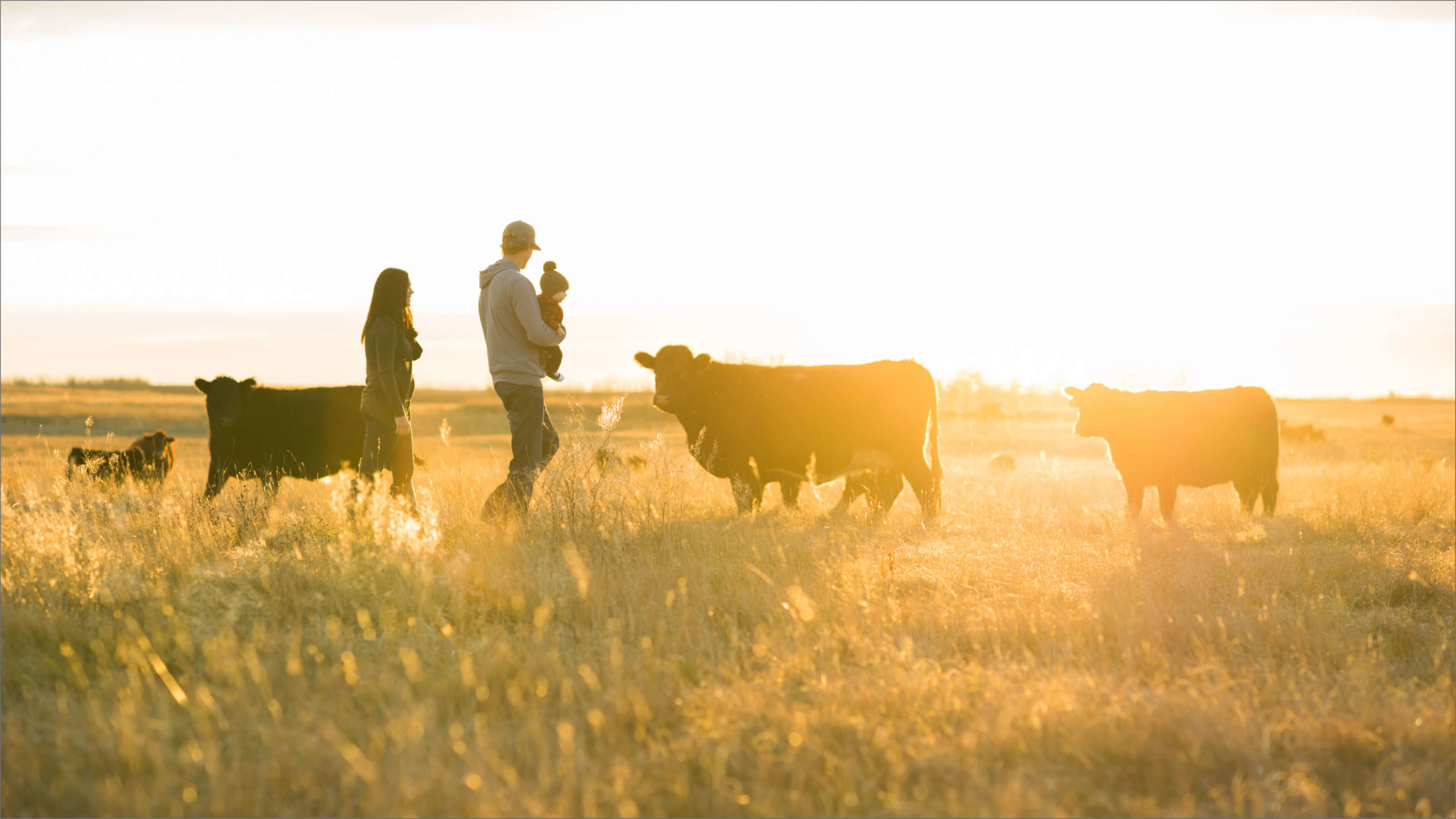 Photo of young family with their dog, approaching small herd cattle at sunset.