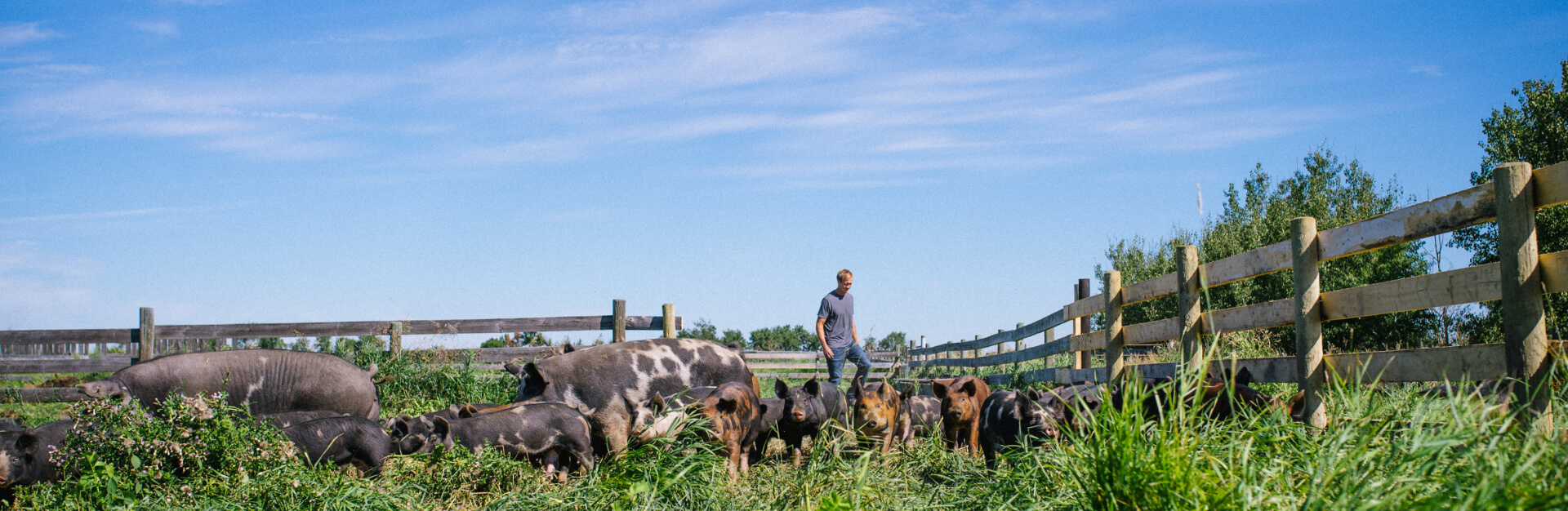 Image of pigs in fenced grassy area, with farmer walking behind them.