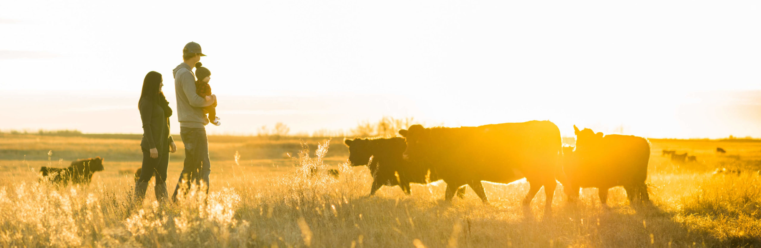 Photo of young family with their dog, approaching small herd cattle at sunset.