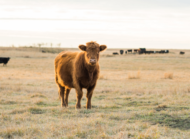 Photo of young grass fed steer standing in field with herd in background.