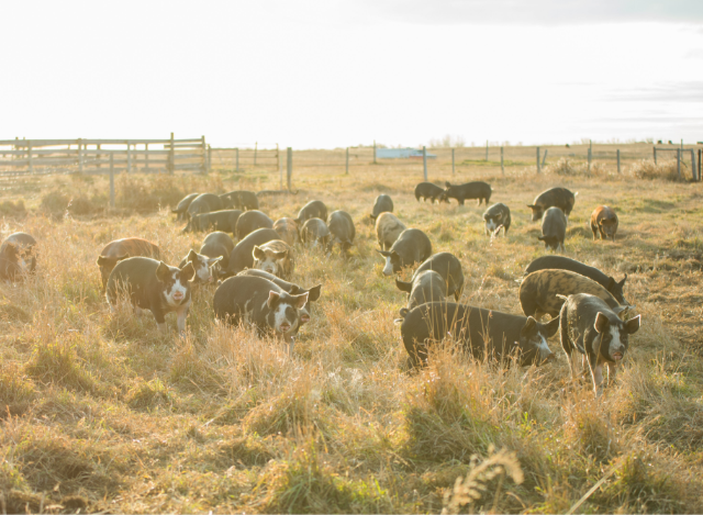 Photo of small herd of spotted black and white pigs.