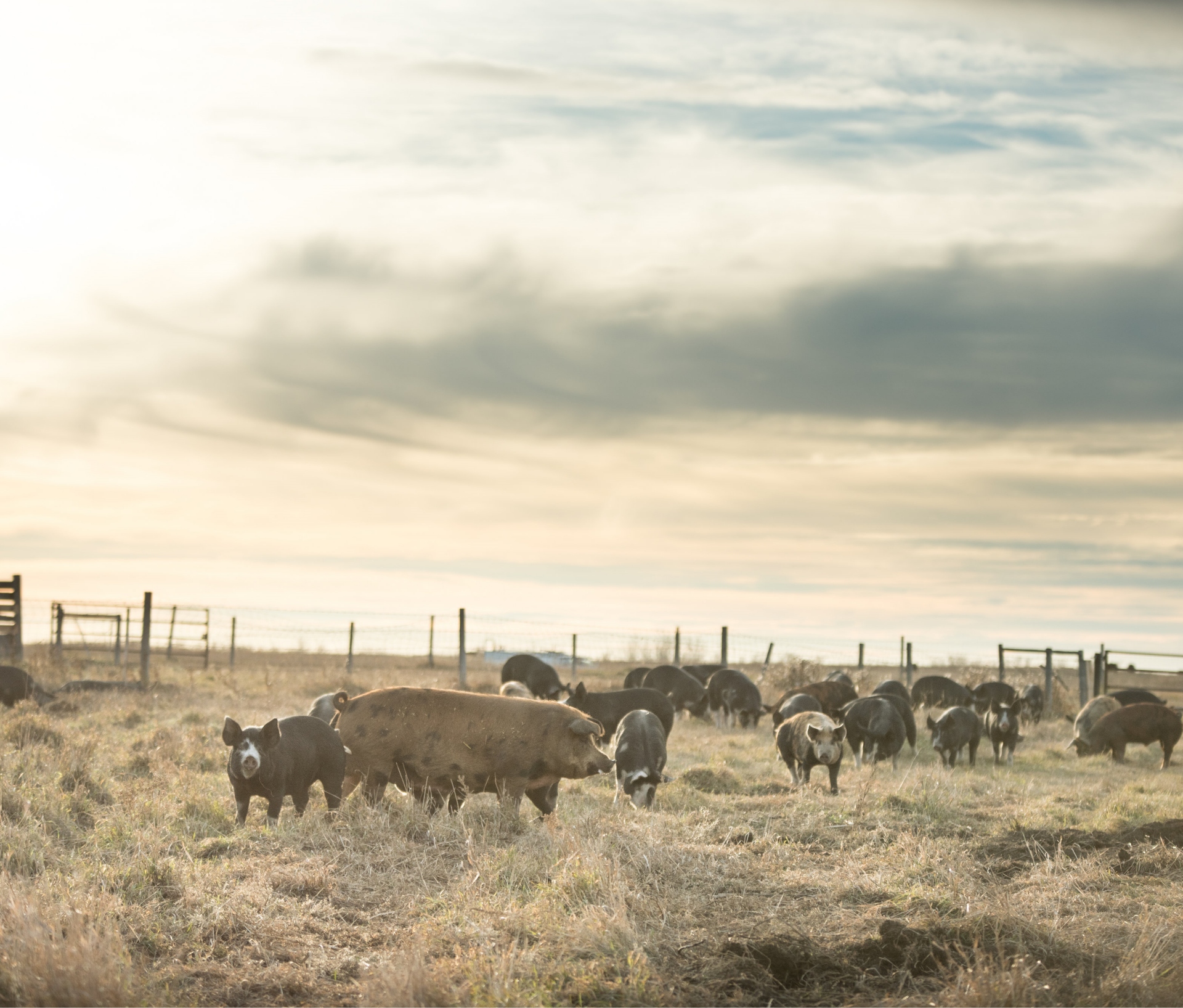 Image of pigs in a fenced field.