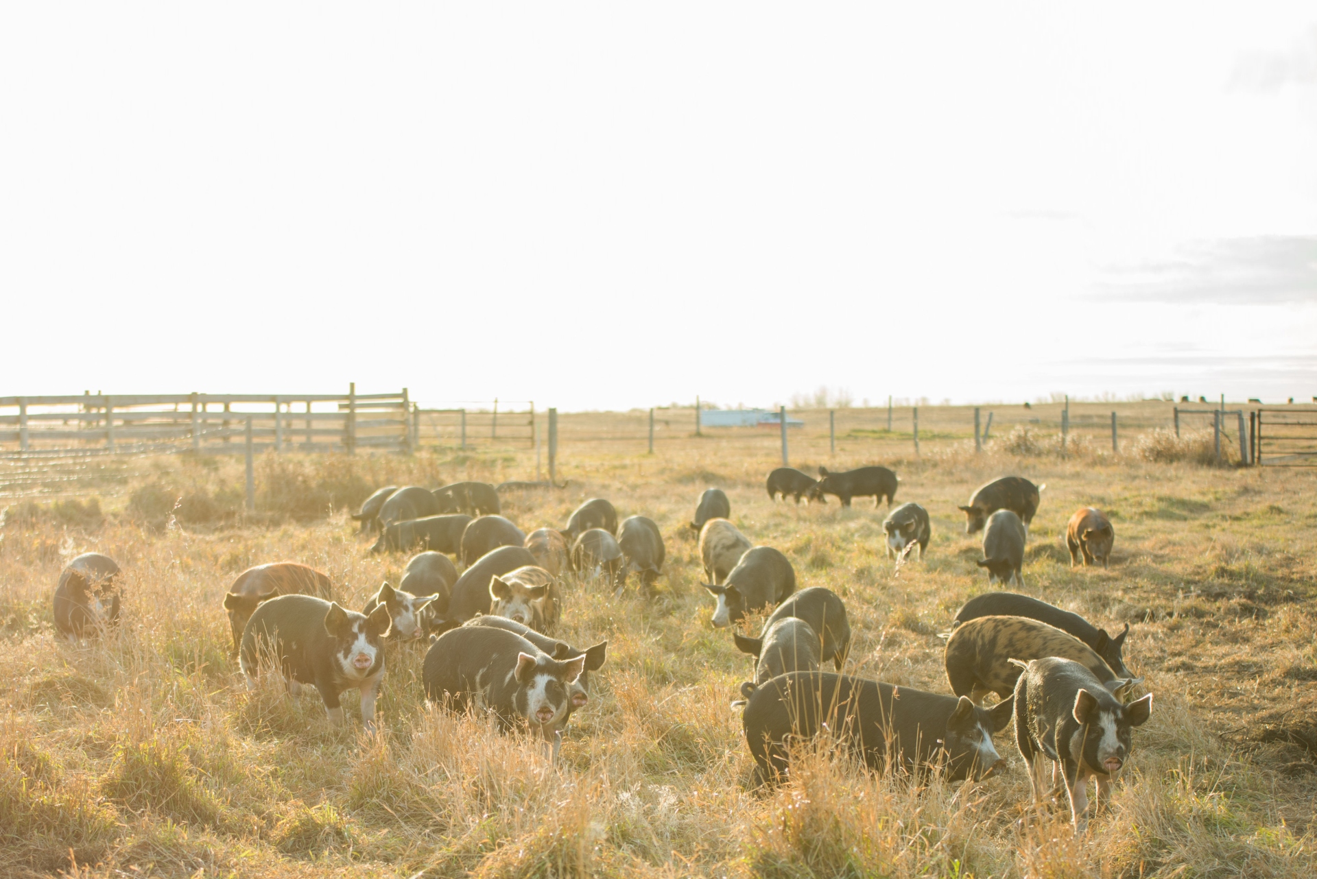 Image of pigs in a fenced field.