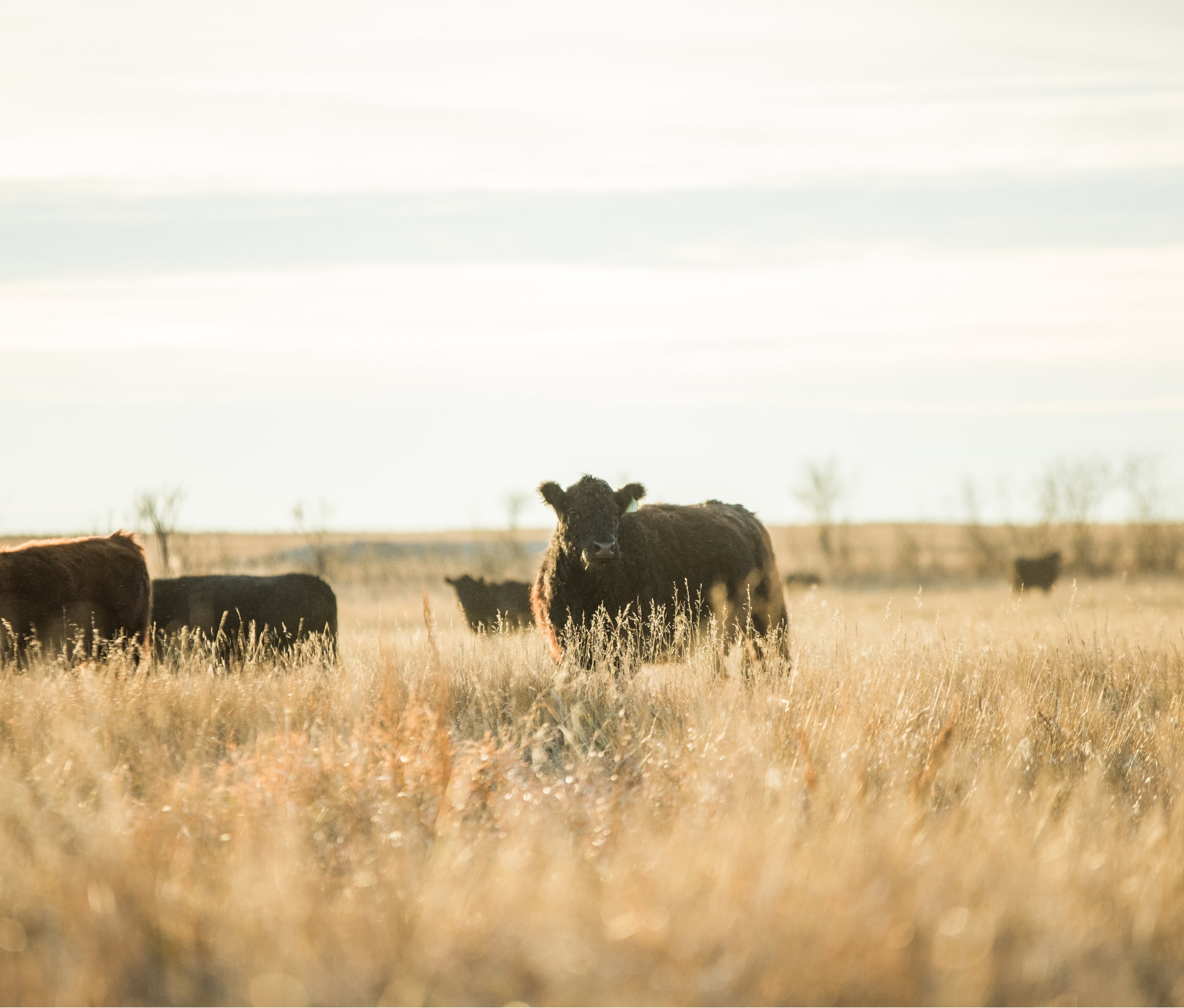 Image of cows in a field.