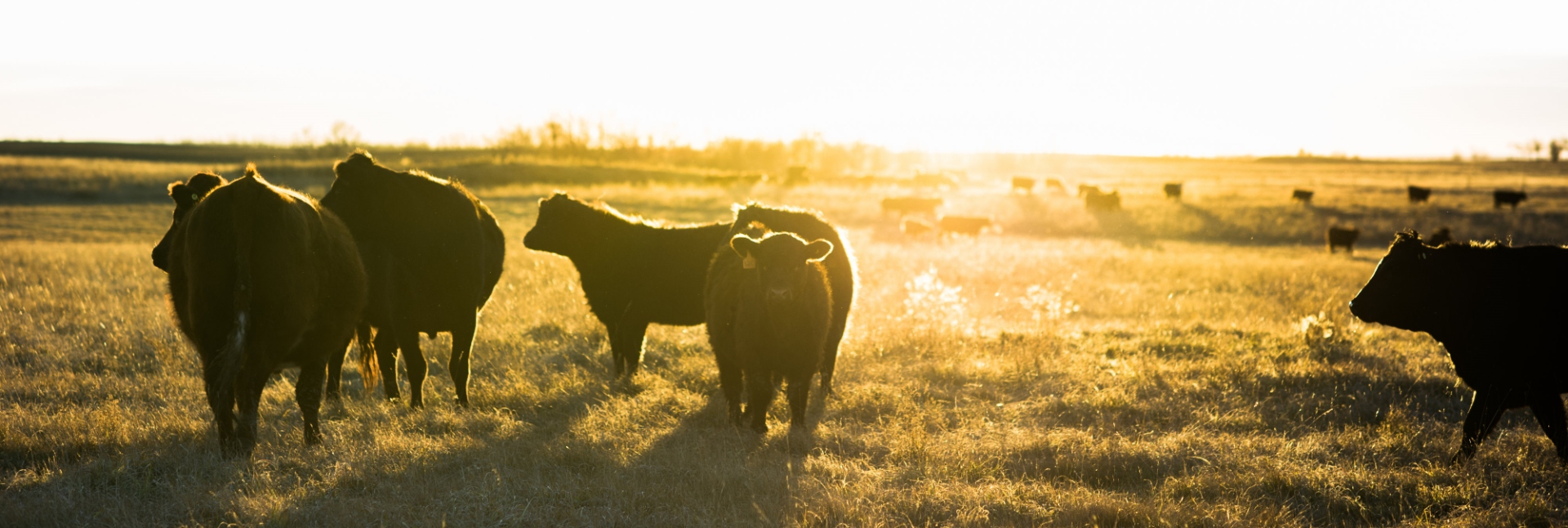 Image of cows in a field during sunrise.