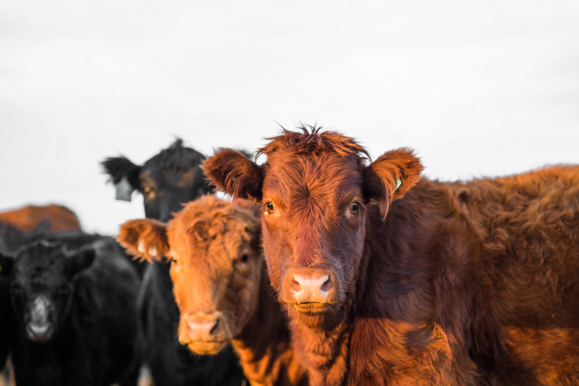 Image of cows looking at the camera.