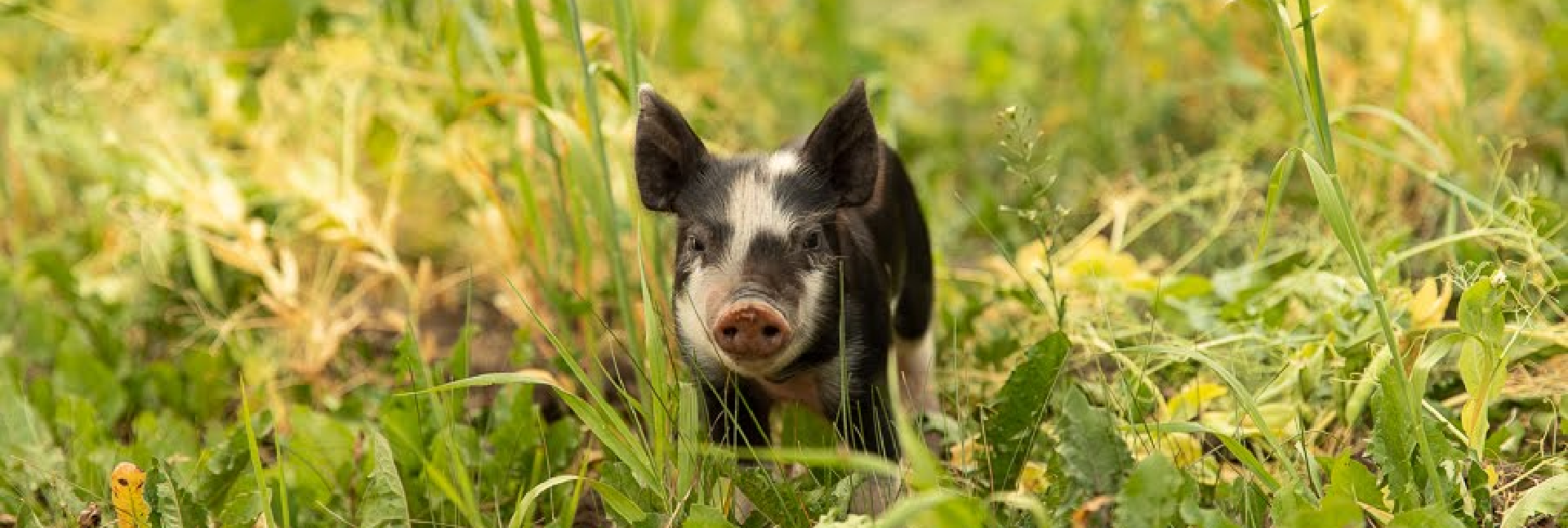 Image of black & white baby pig in the grass.